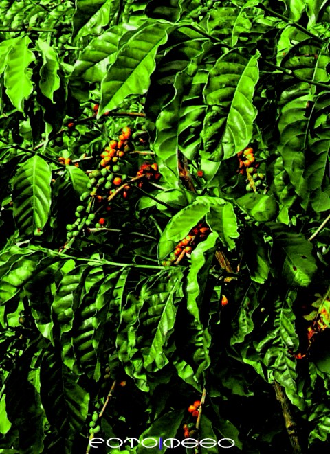 Brasil logo 10 (Small)